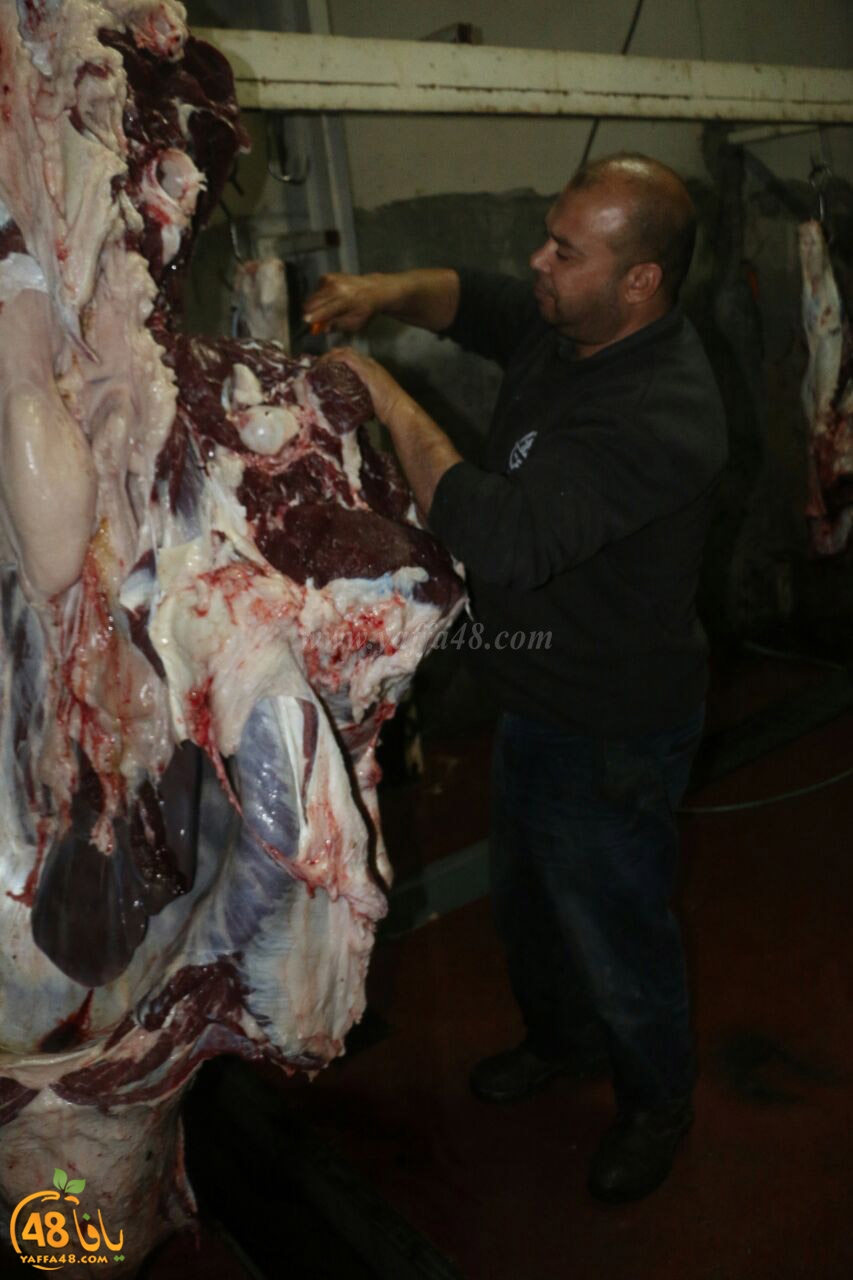 mashro3 ada7yau (9).jpg